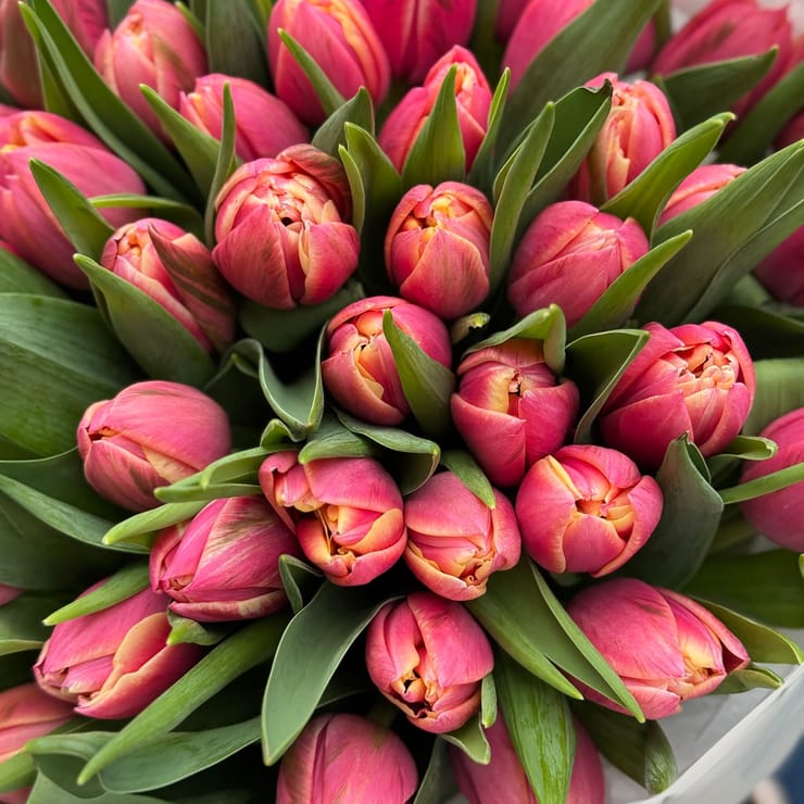 51 тюльпан Columbus – доставка квітів у Теплодар