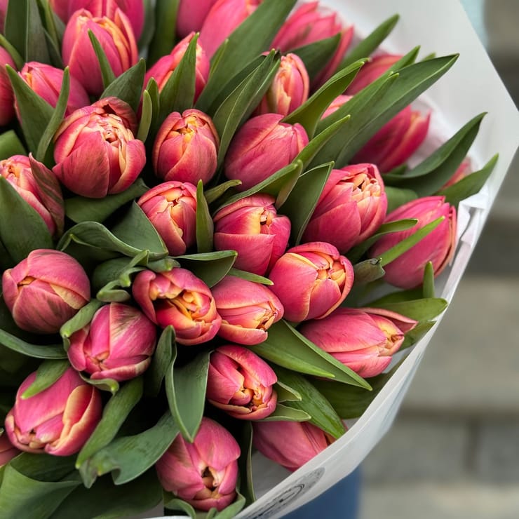 51 тюльпан Columbus – доставка квітів у Заставна