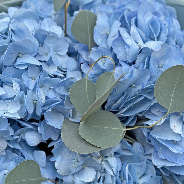 Букет 5 голубых гортензий – доставка цветов в Таллин