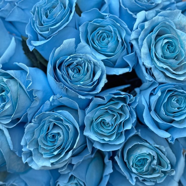 Blue rose by piece – flower delivery in Drogobich