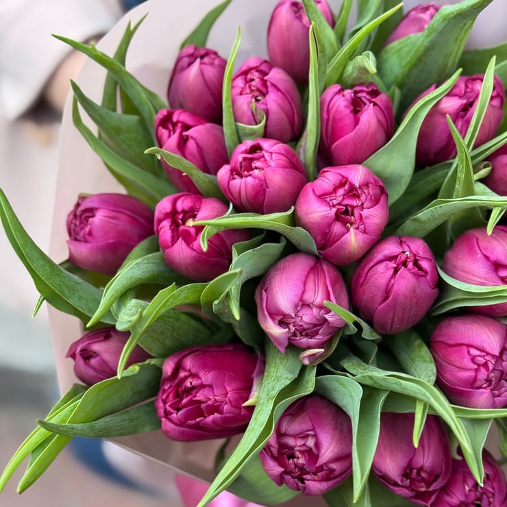 25 піоновидних тюльпанів – доставка квітів у Верчеллі