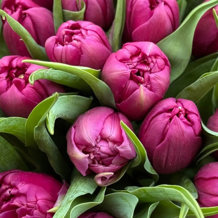 25 пионовидных тюльпанов – доставка цветов в Джрвеж