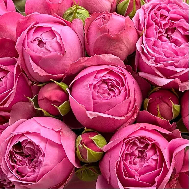 Пионовидные розовые розы в коробке – доставка цветов в Любар
