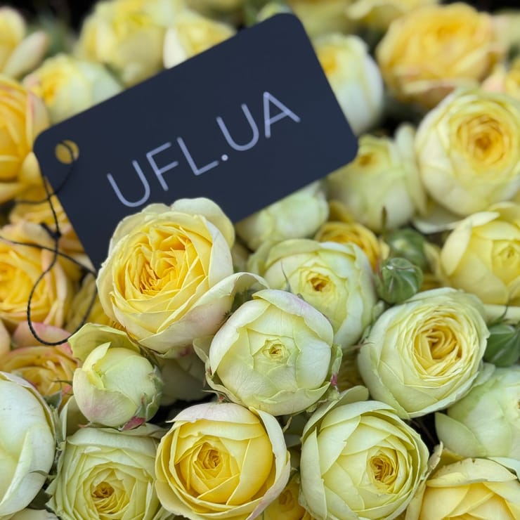 51 yellow peony roses – flower delivery in Dikanka