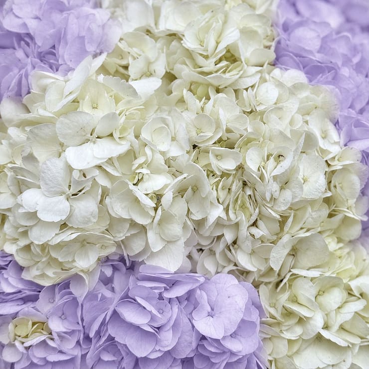 Lavender cloud of hydrangeas 15 pcs – flower delivery in Mostiska