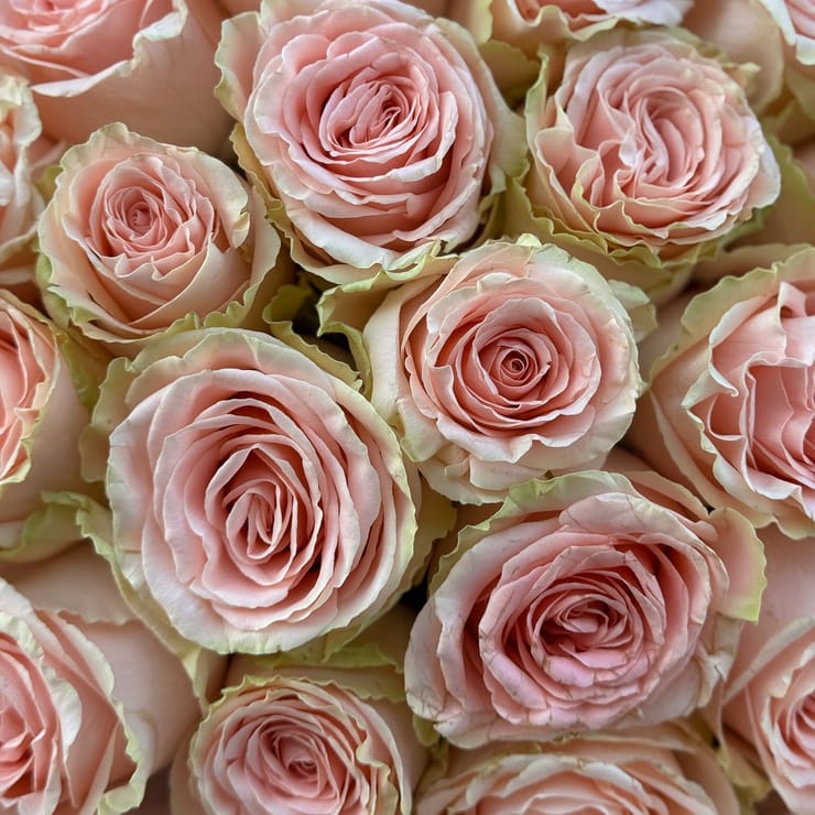 25 roses Doris Day – flower delivery in Nisporeni