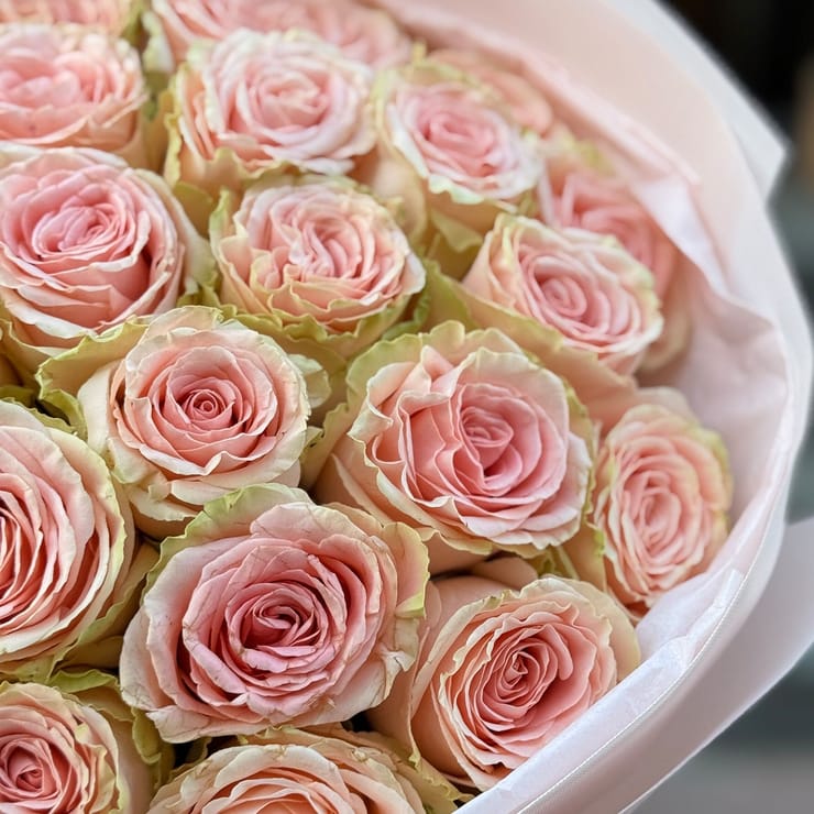 25 roses Doris Day – flower delivery in Nisporeni