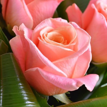 Афродита 11 коралловых роз – доставка цветов в Дунаевцы