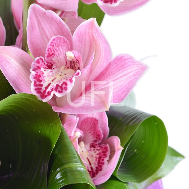 Букет з орхідеї – доставка квітів у Нижні Серогози