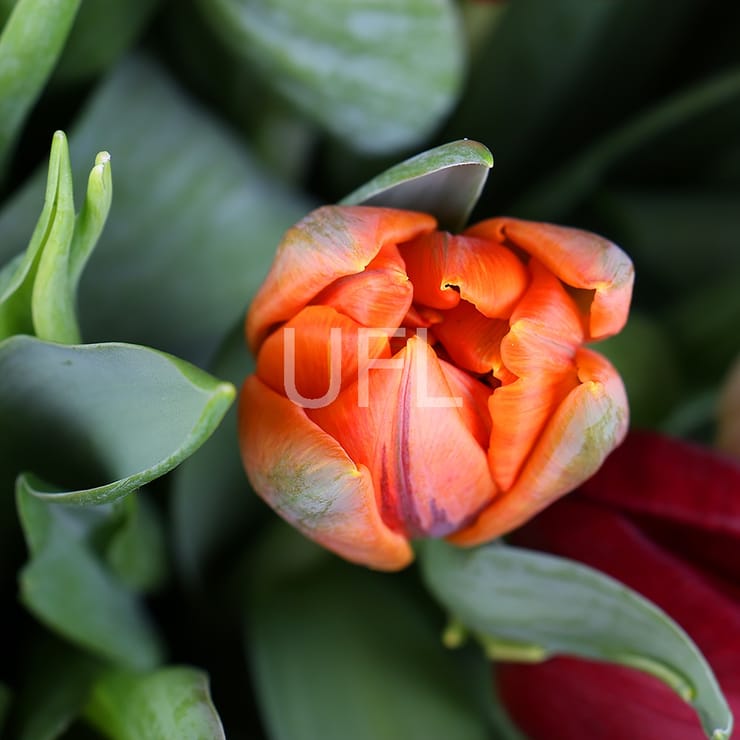 Букет тюльпанів 45 шт – доставка квітів у Славута