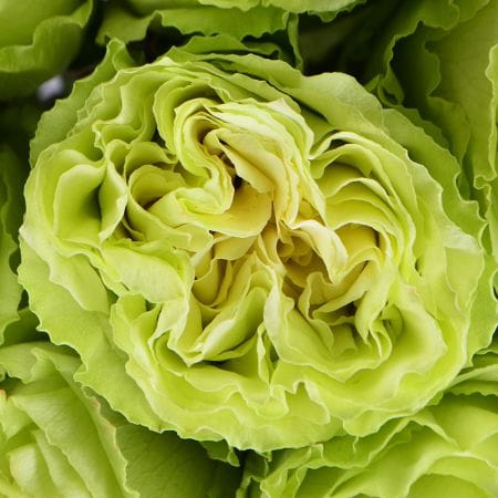 Лесная Нимфа 19 салатовых роз, Базель