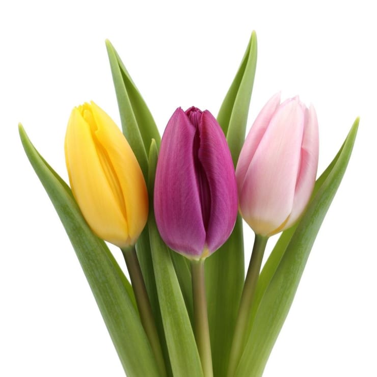 Тюльпани поштучно – доставка квітів у Українка