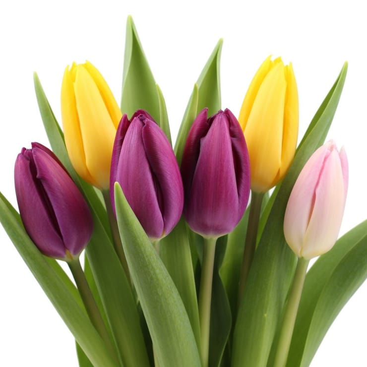 Тюльпани поштучно – доставка квітів у Гумі