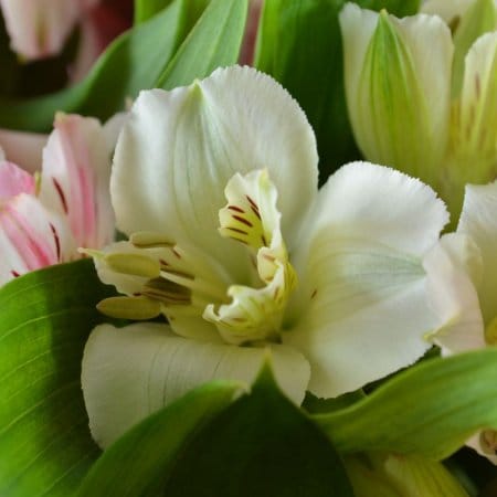 Spring tenderness, Ternopol