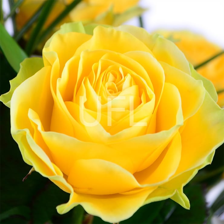 Ритуальная корзина из живых цветов № 16 – доставка цветов в Красные Окны  