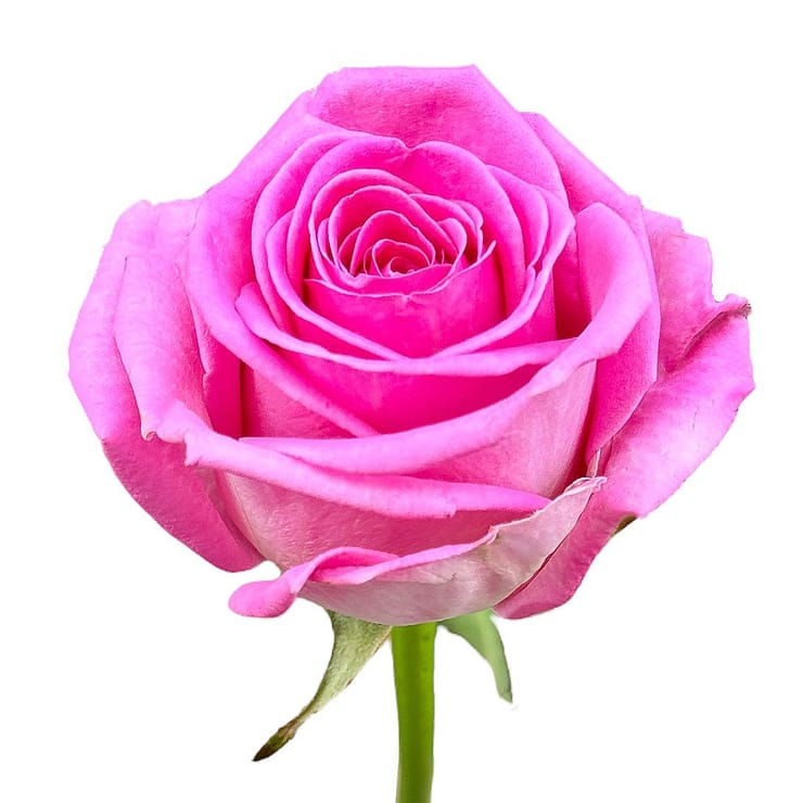 Pink roses by the piece – flower delivery in Starobelsk