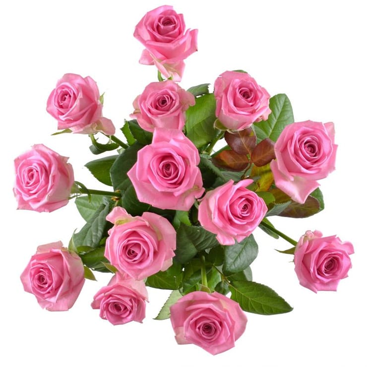 Pink roses by the piece – flower delivery in Starobelsk