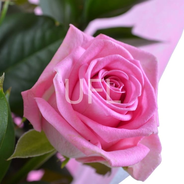 Букет 7 розовых роз – доставка цветов в Рыбница