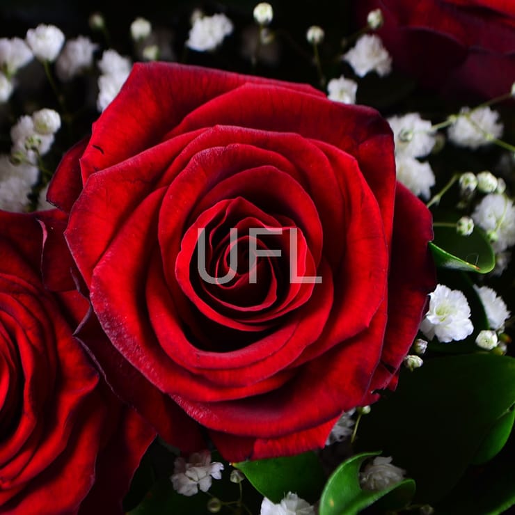 Roses in the snow – flower delivery in Nizhnie_seregozi