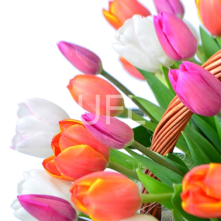 101 тюльпан у кошику – доставка квітів у Короп