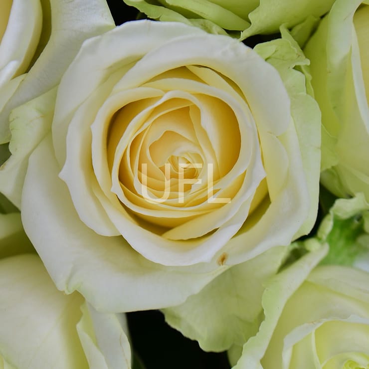 Корзина цветов 301 роза – доставка цветов в Черневцы