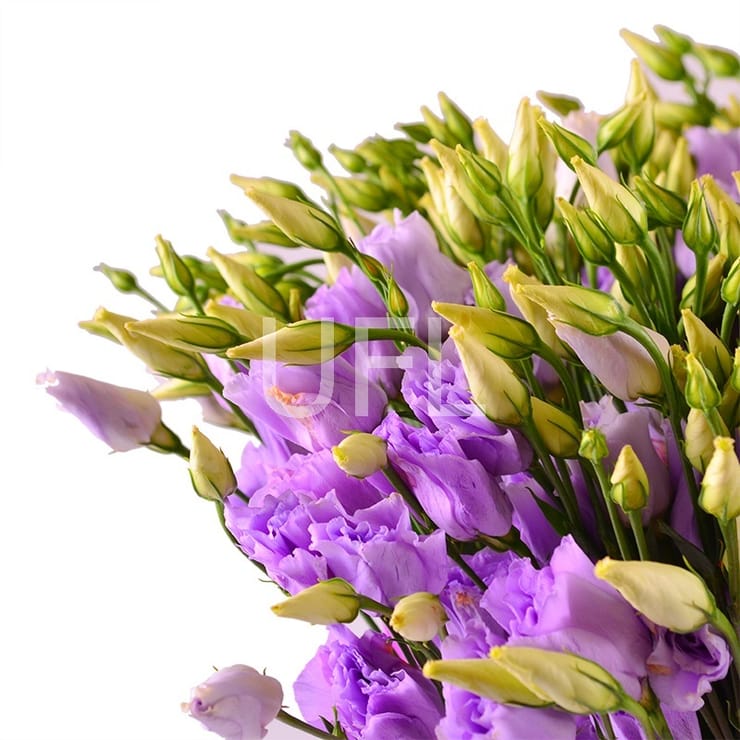 Purple, Nikolaev