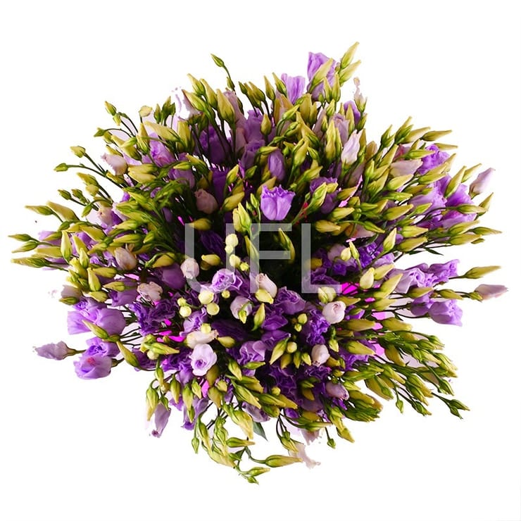 Purple, Nikolaev