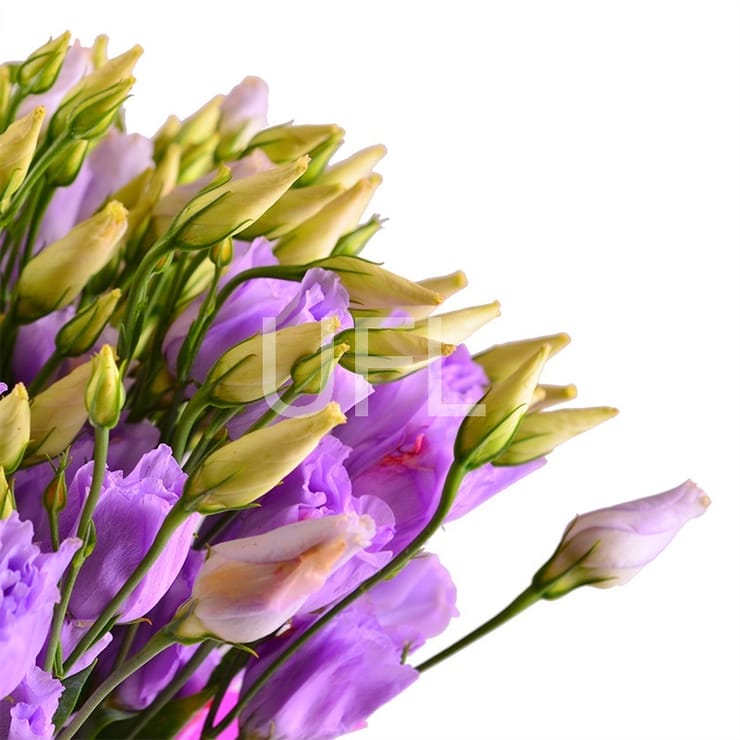 Purple, Nikolaev
