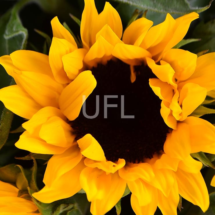 Букет цветов Солнечный – доставка цветов в Черневцы