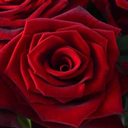 Fiery flower – flower delivery in Volnyansk