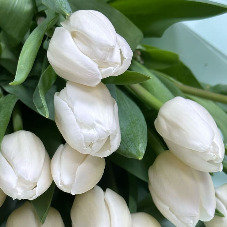 19 білих тюльпанів - Самій ніжній – доставка квітів у Вест Рейд