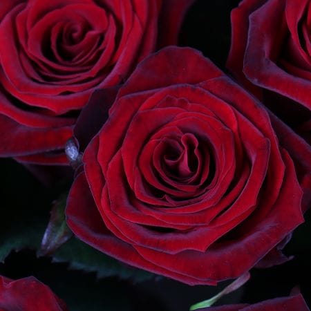 35 roses Odessa, Truskavets