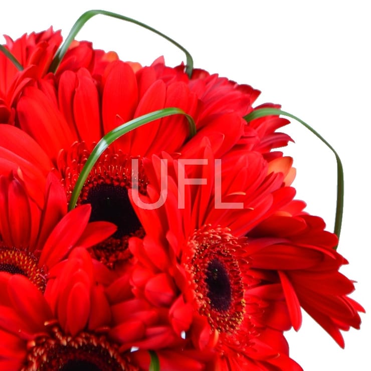 Букет из красных гербер – доставка цветов в Порт Морсби