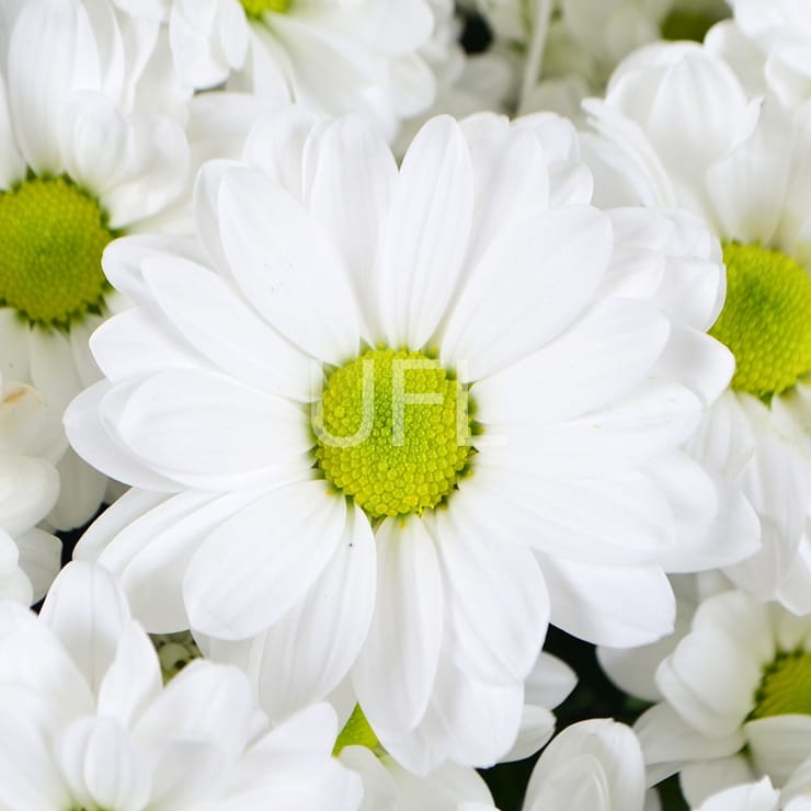 Букет квітів Ромашкове поле – доставка квітів у Анкара