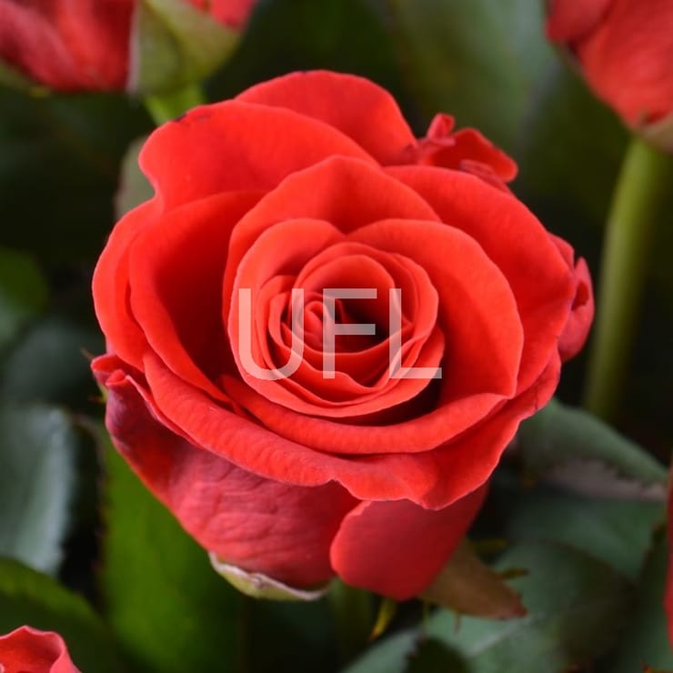 45 red roses, Rovno