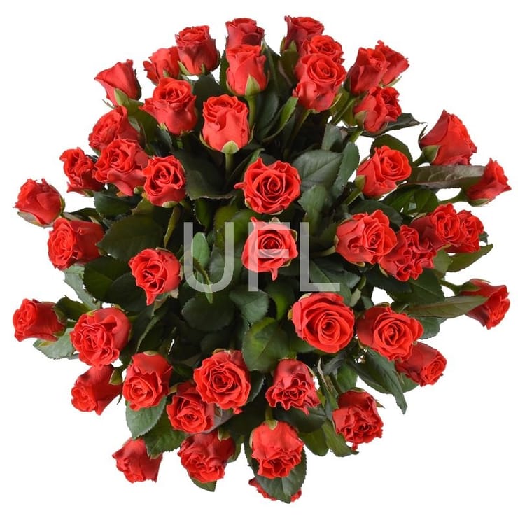 45 red roses, Rovno