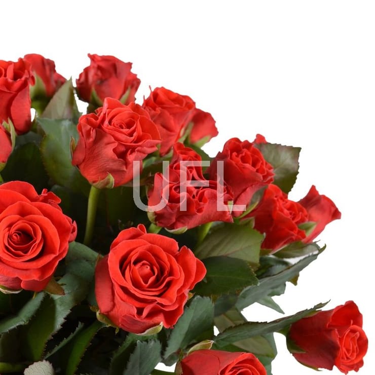45 red roses, Rovno