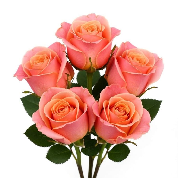 Коралові троянди поштучно – доставка квітів у Ле-Бускат