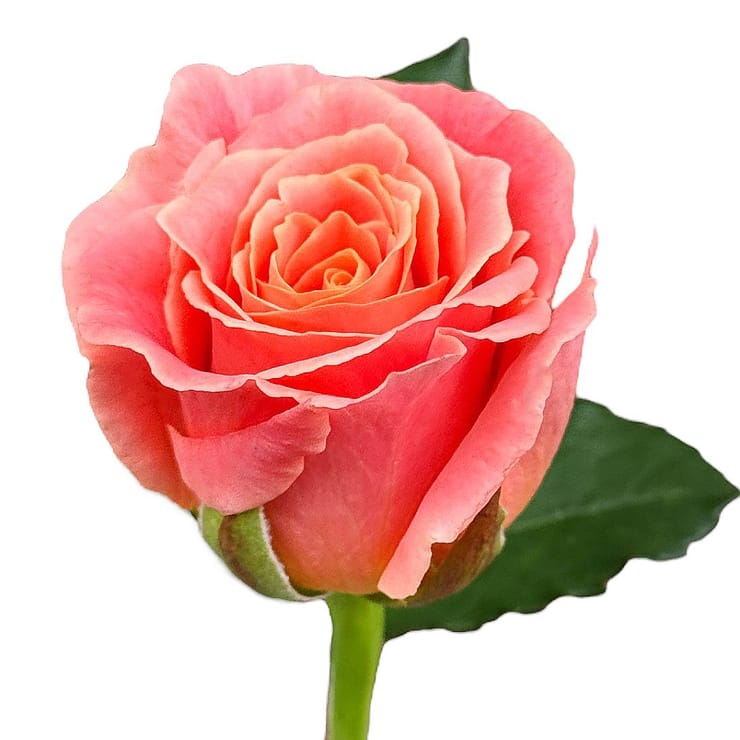 Коралловые розы поштучно – доставка цветов в Киев - за город