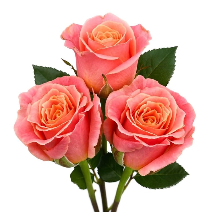 Коралловые розы поштучно – доставка цветов в Саннибанк Хилс