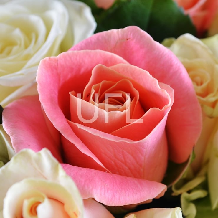 Ніжний комплімент 51 троянда – доставка квітів у Масалли