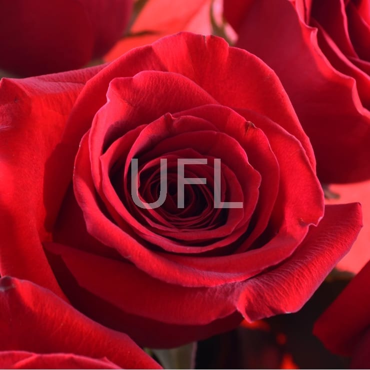 11 premium roses, Aleksandriya (Україна)