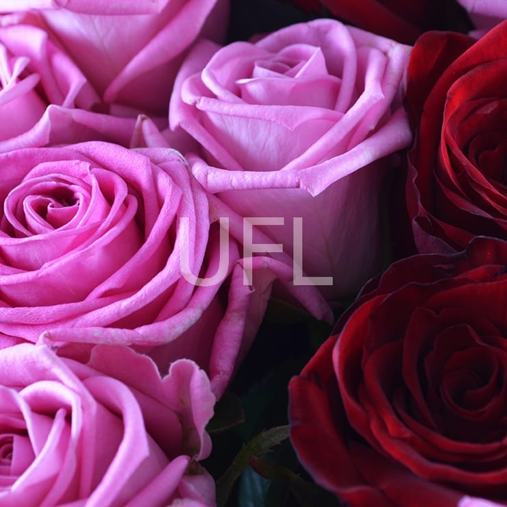 Большой букет роз – доставка цветов в Дунаевцы