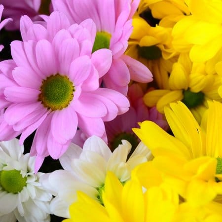 Basket of mix chrysanthemum, Kharkov