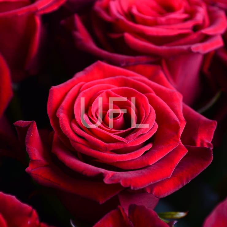 101 red rose 50cm, Nikopol (Ukraine)