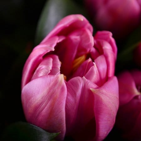 For my bunny, Cork (Ireland)