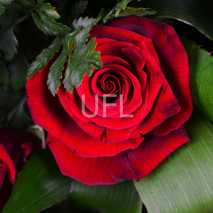 Похоронный венок 2 – доставка цветов в Бурынь