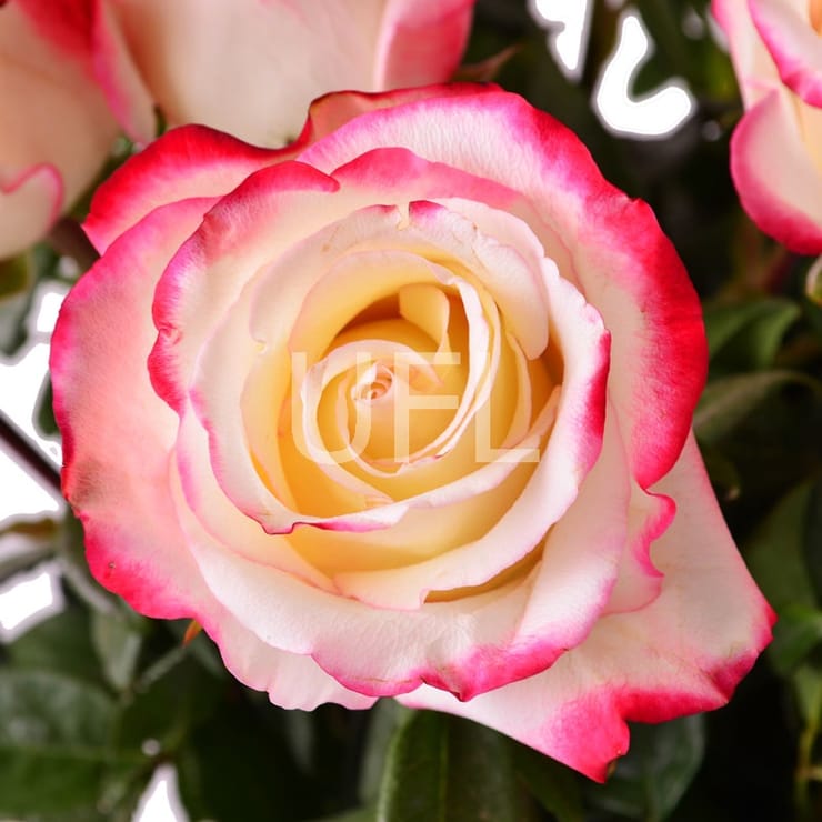 Свитнес, Гаага