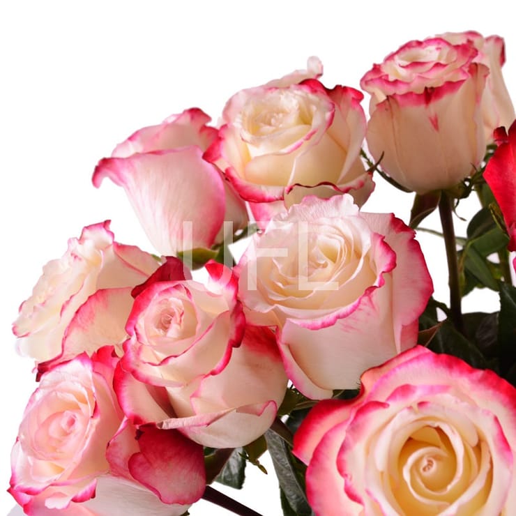 Свитнес, Гаага