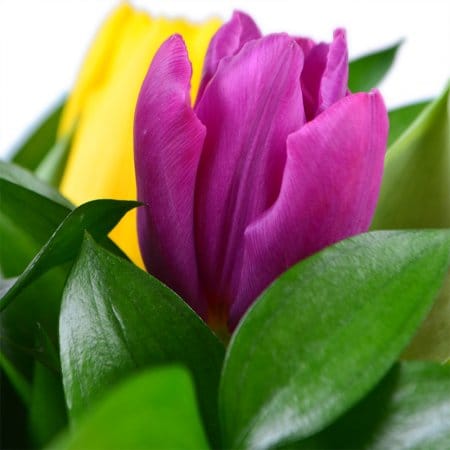 Весняний привіт 11 тюльпанів  – доставка квітів у Терамо